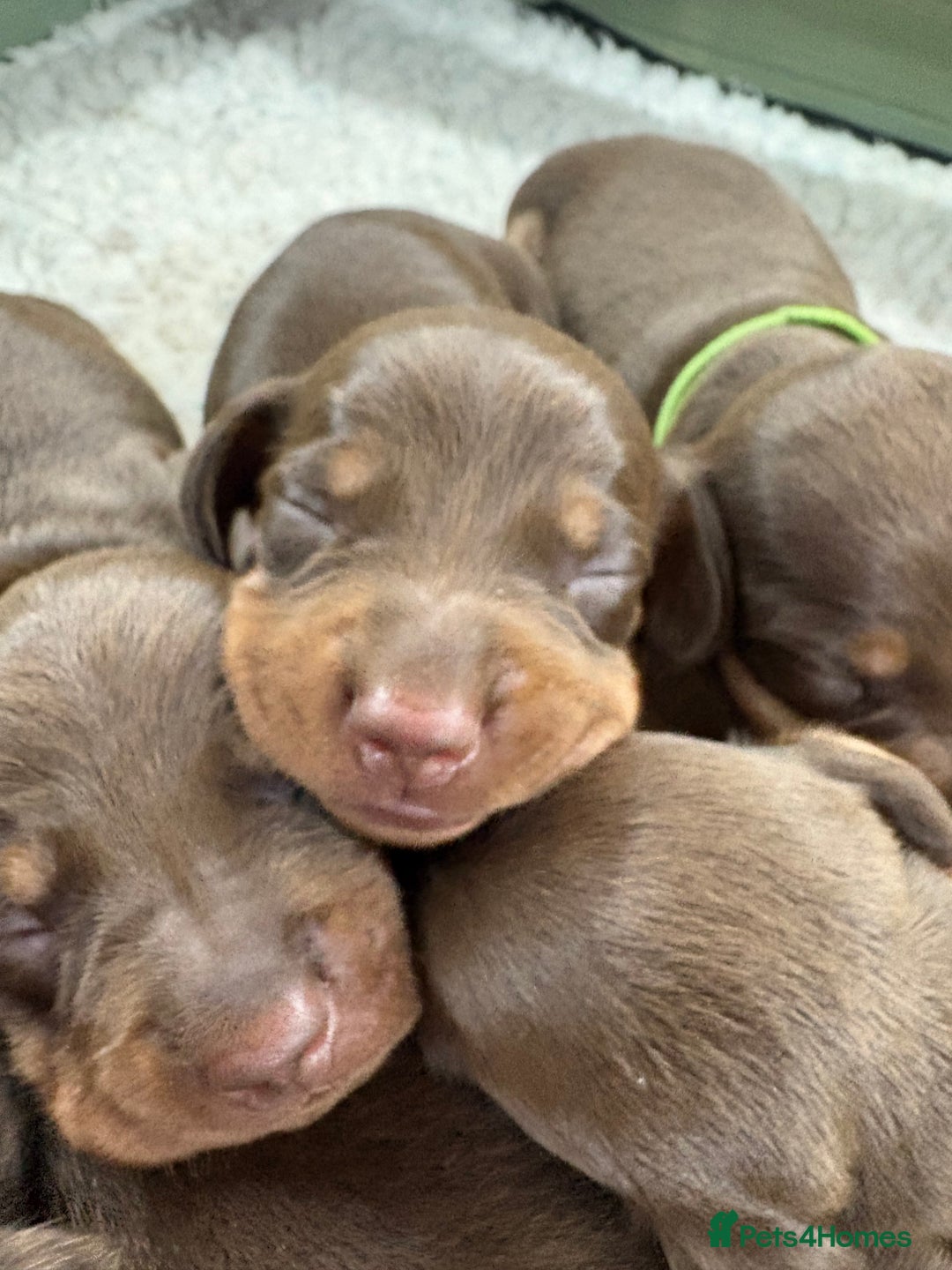 Miniature Dachshund dogs for sale: Miniature dachshund puppies  - Image 20