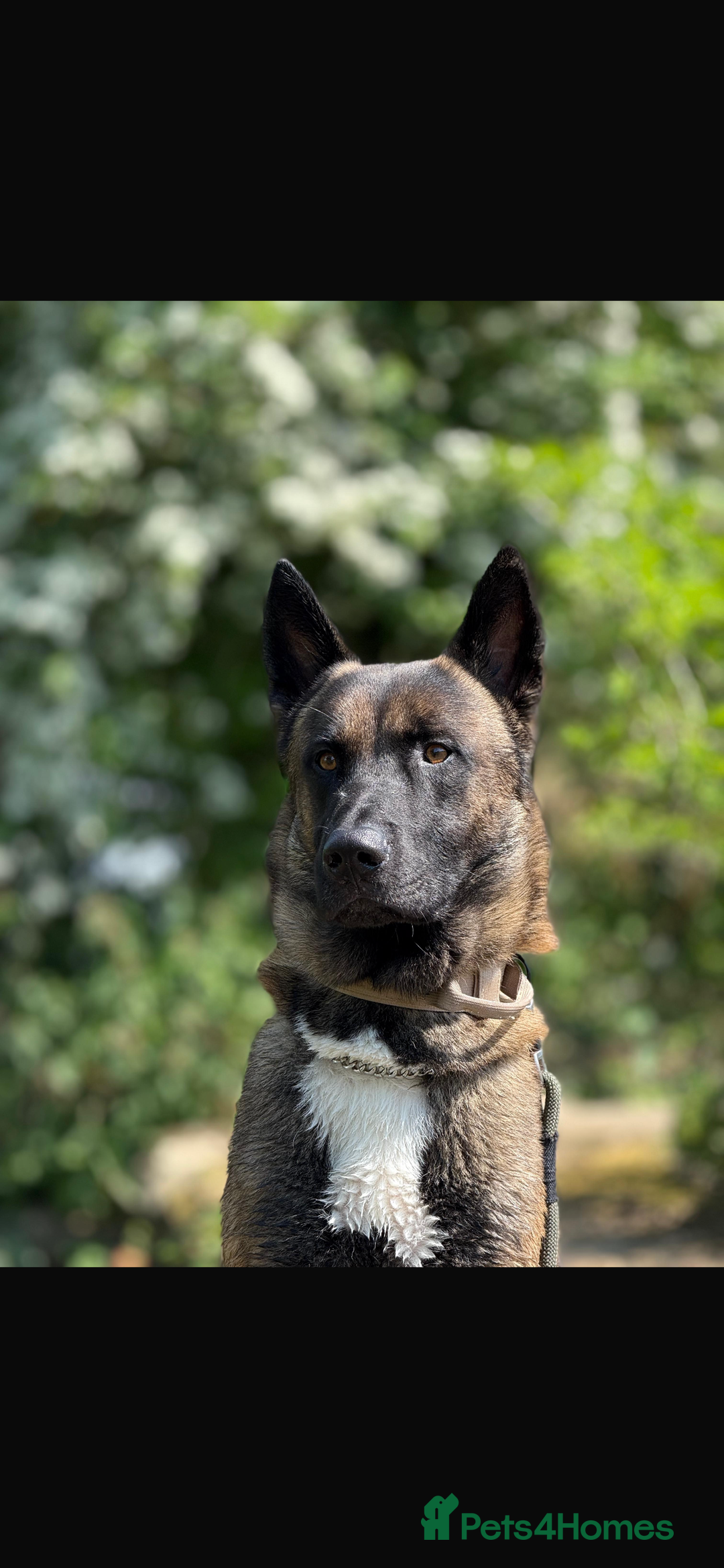 Belgian Shepherd Dog dogs for sale: Chase  - Advert 3