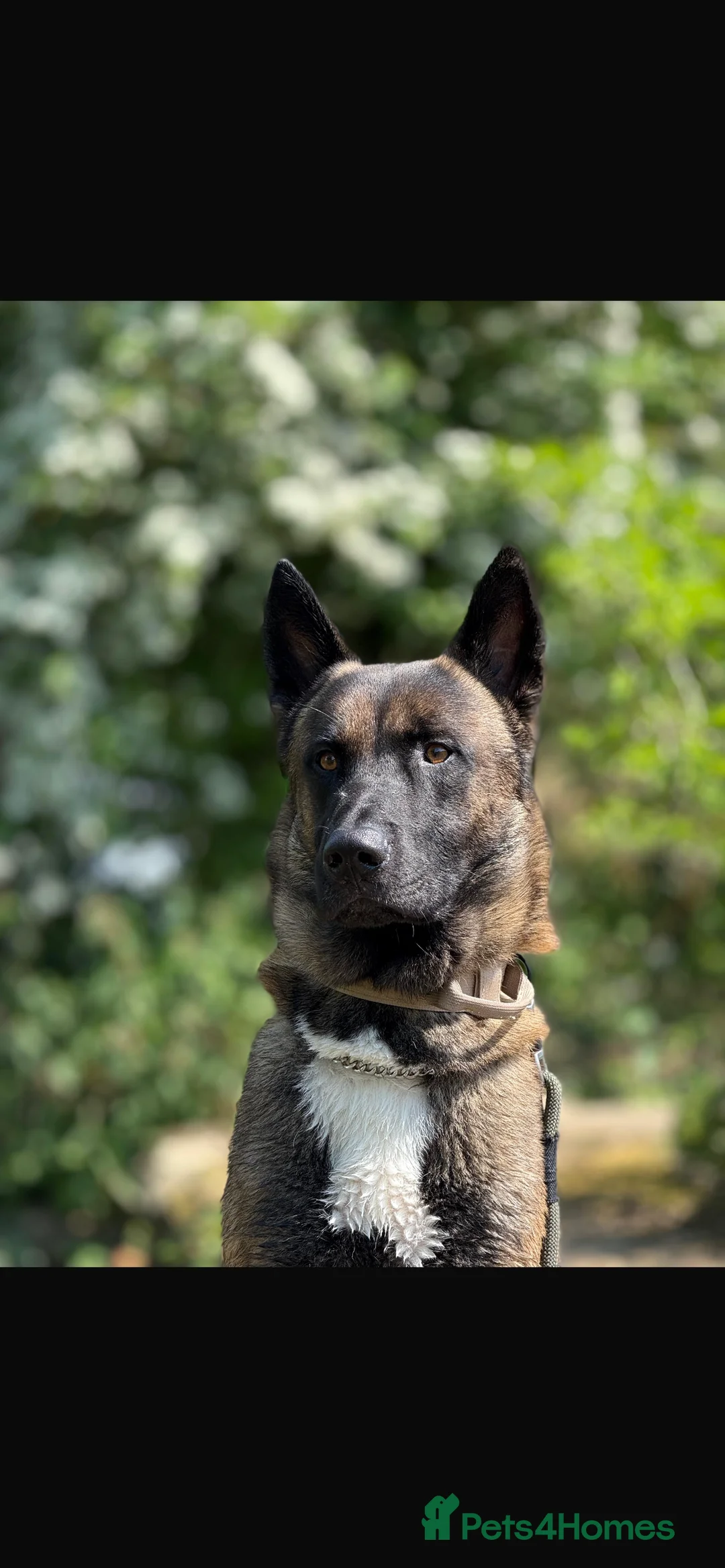 Belgian Shepherd Dog dogs for sale: Chase  - Advert 3