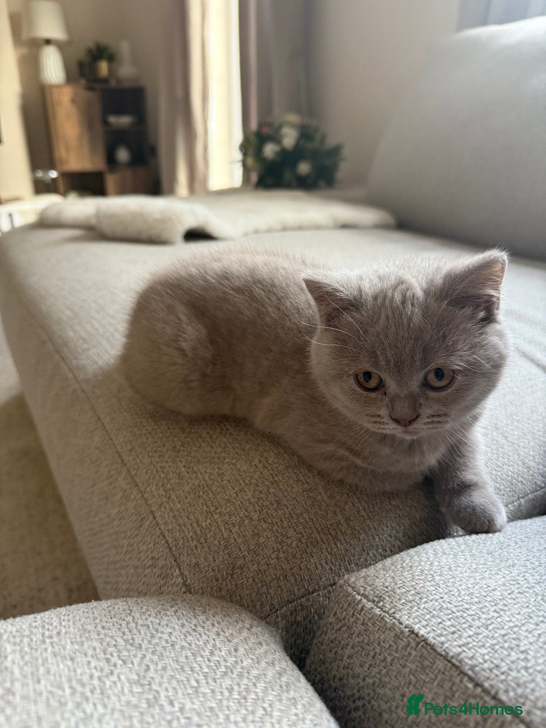 British Shorthair cats for sale: GCCF Female Lilac British Shorthair Kittens  - Image 3