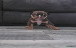 Olde English Bulldogge dogs for sale: Old English bulldog puppies  - Image 11