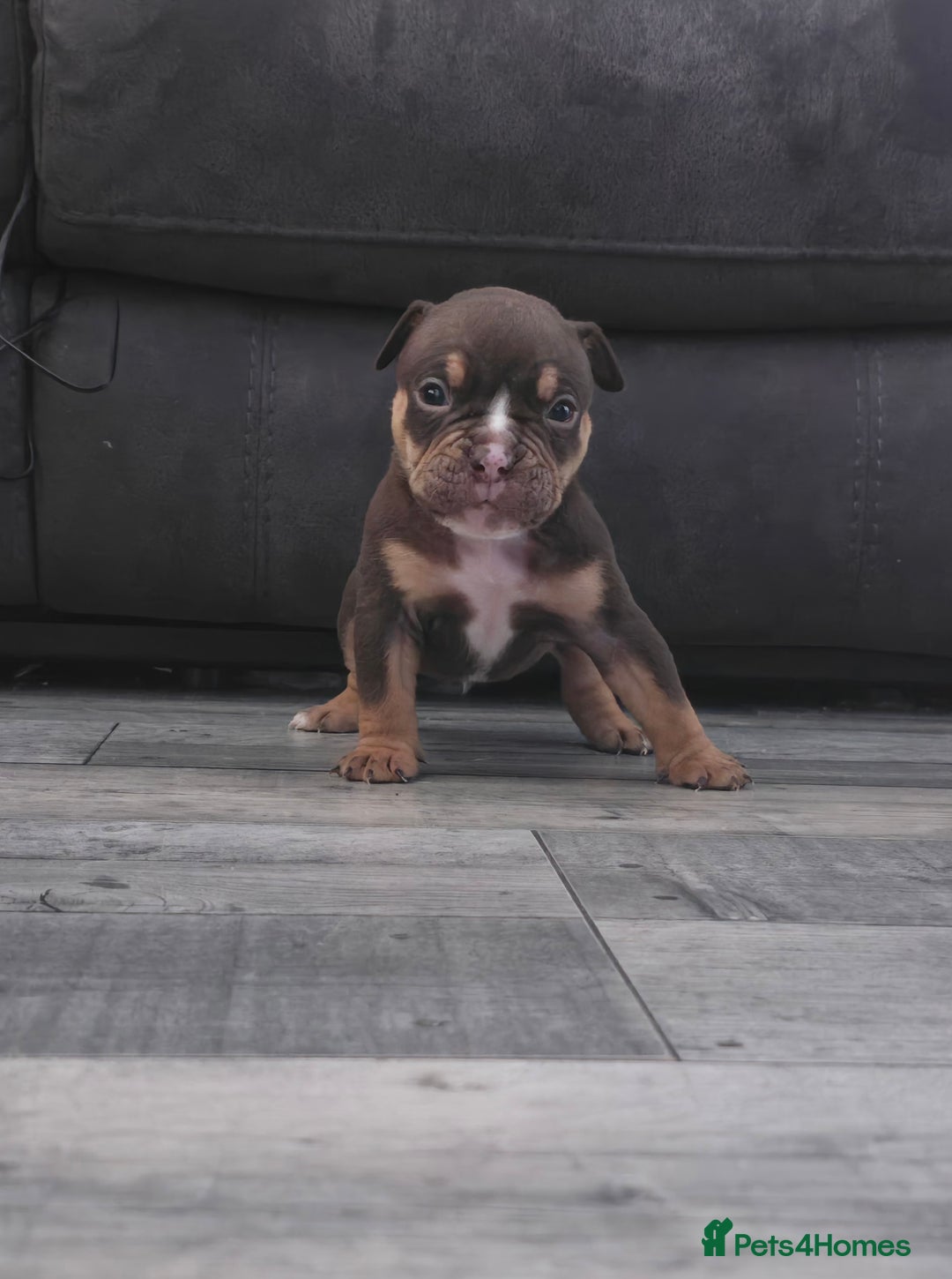 Olde English Bulldogge dogs for sale: Old English bulldog puppies  - Image 11