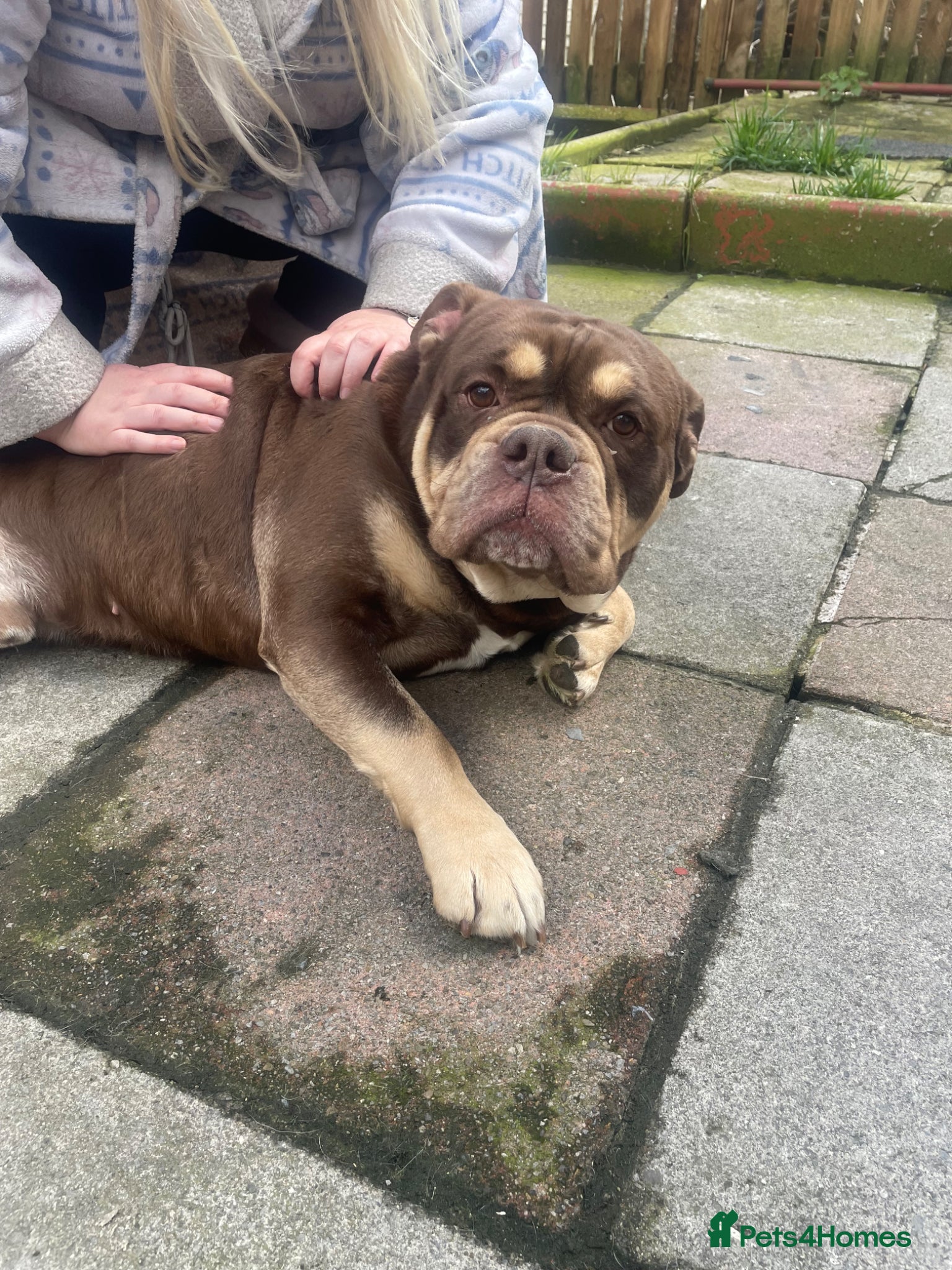 Old Tyme Bulldog dogs Mammut bulldog  - Advert 2