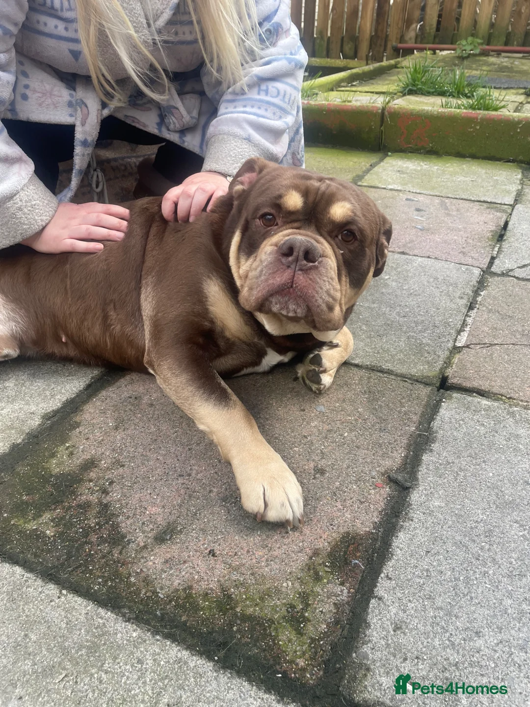 Old Tyme Bulldog dogs for stud: Mammut bulldog  - Advert 1