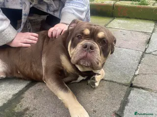 Old Tyme Bulldog dogs Mammut bulldog - Advert 1