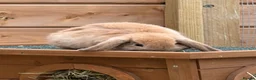 Mini Lop rabbits for sale: Mini Lops  - Advert 2