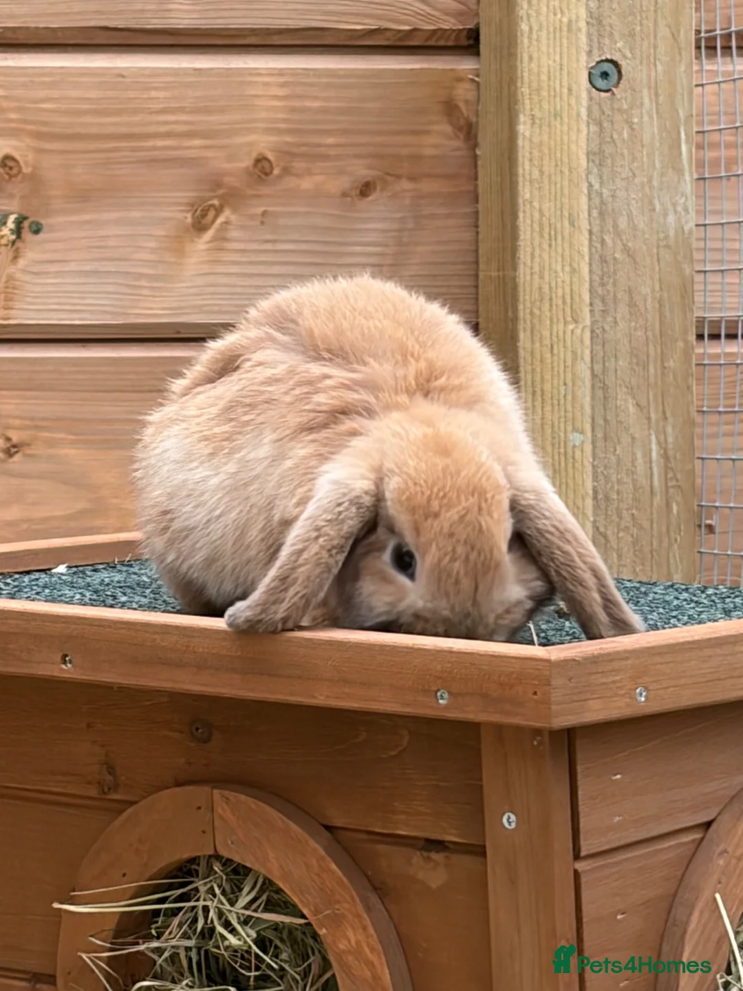 Mini Lop rabbits for sale: Mini Lops  - Advert 2