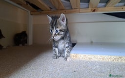 British Shorthair cats for sale: Beautiful little boy ready to go soon!  - Image 3