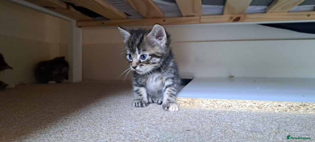 British Shorthair cats for sale: Beautiful little boy ready to go soon!  - Image 3