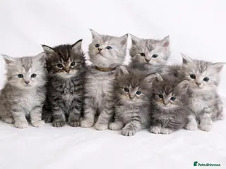 Maine Coon cats Beautiful Silver tabby Maine coon girls - Advert 10