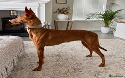 Mixed Breed dogs for sale: Pharaoh hound x blue whippet .last  of the litter  - Image 9