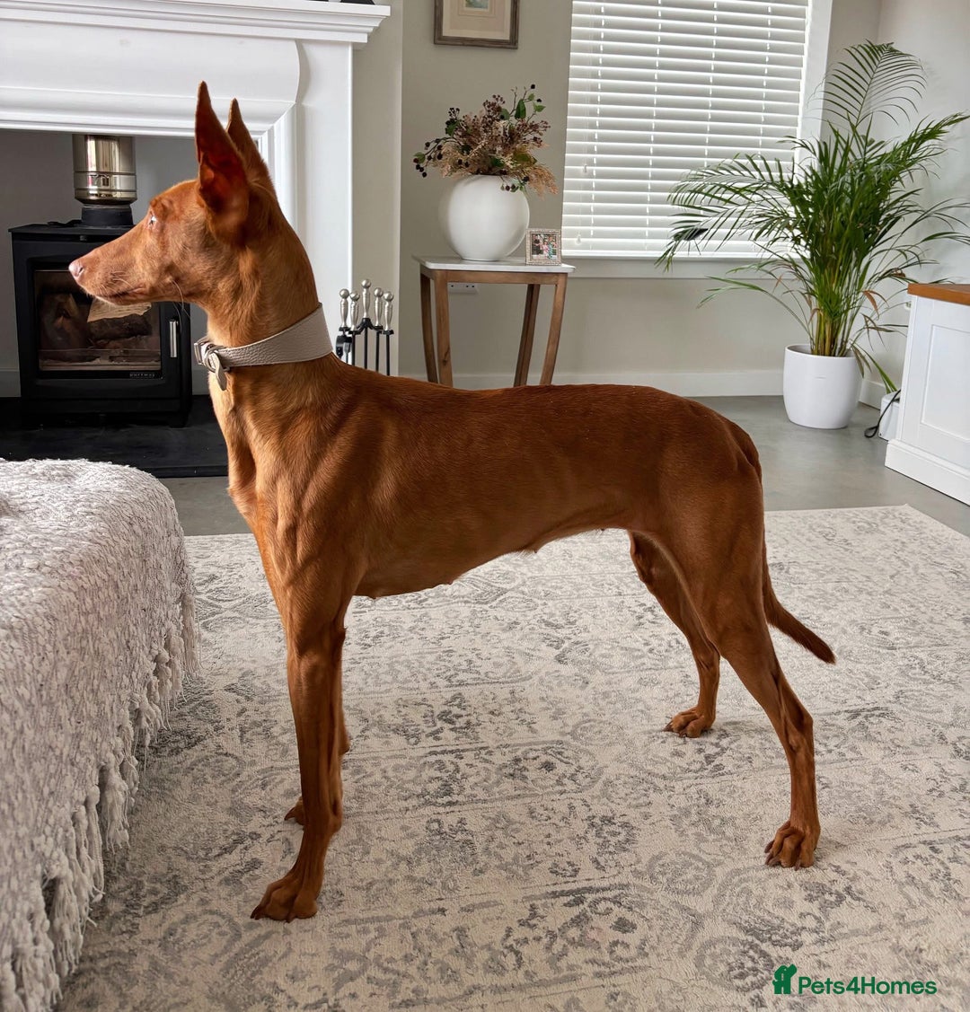 Mixed Breed dogs for sale: Pharaoh hound x blue whippet .last  of the litter  - Image 9