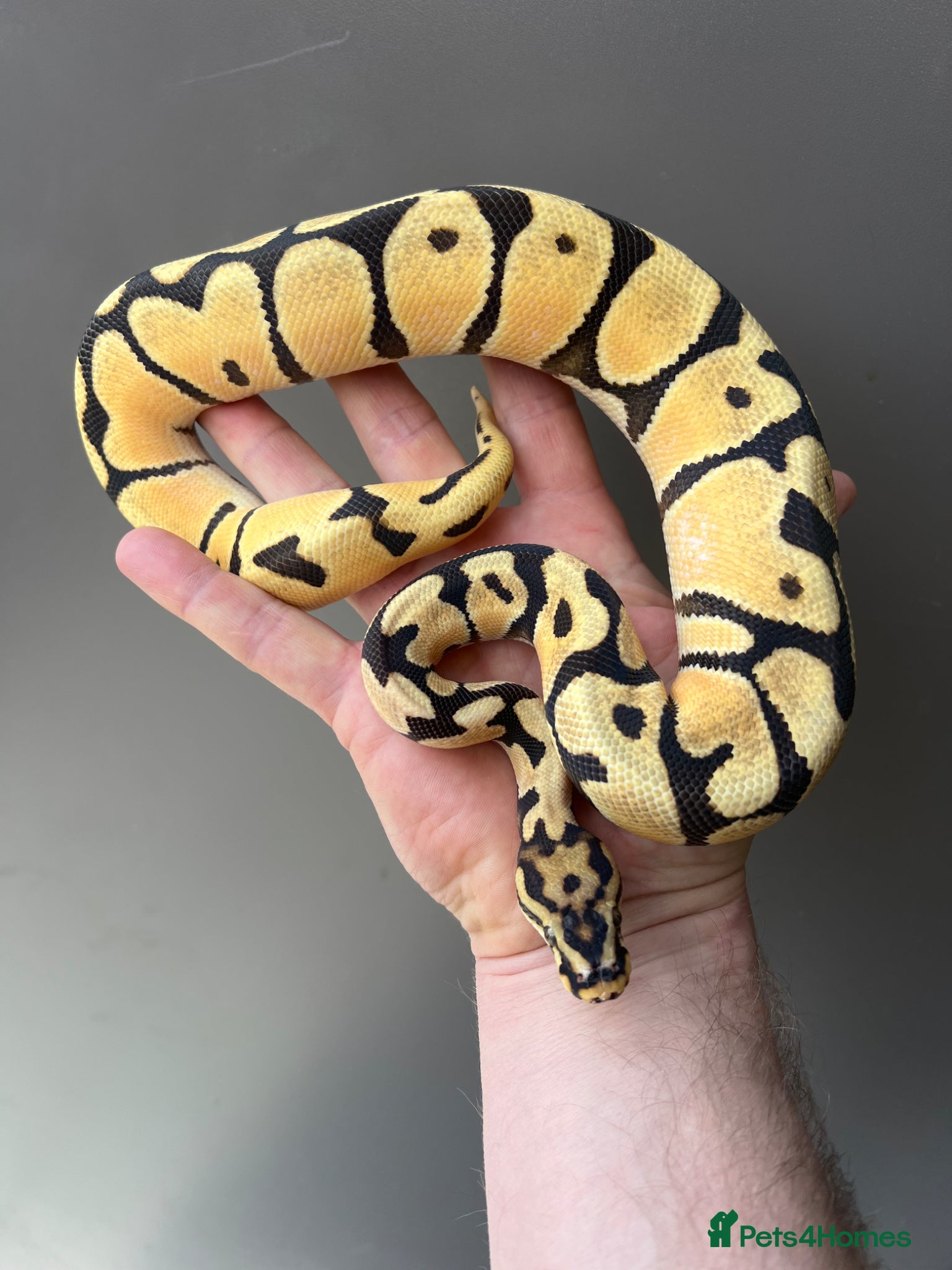 Python Snake reptiles Super high intensity orange dream - Advert 2