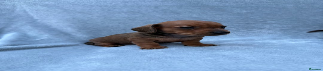 Miniature Dachshund Puppy 3