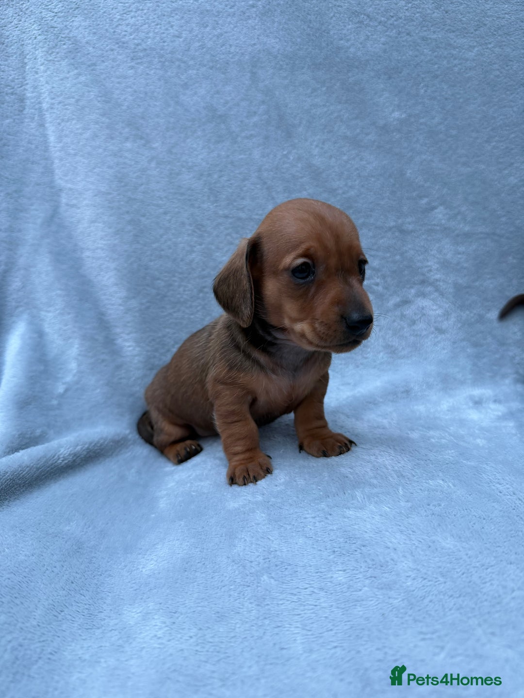 Miniature Dachshund dogs for sale: Gorgeous Miniature smooth Dachshunds  - Advert 12