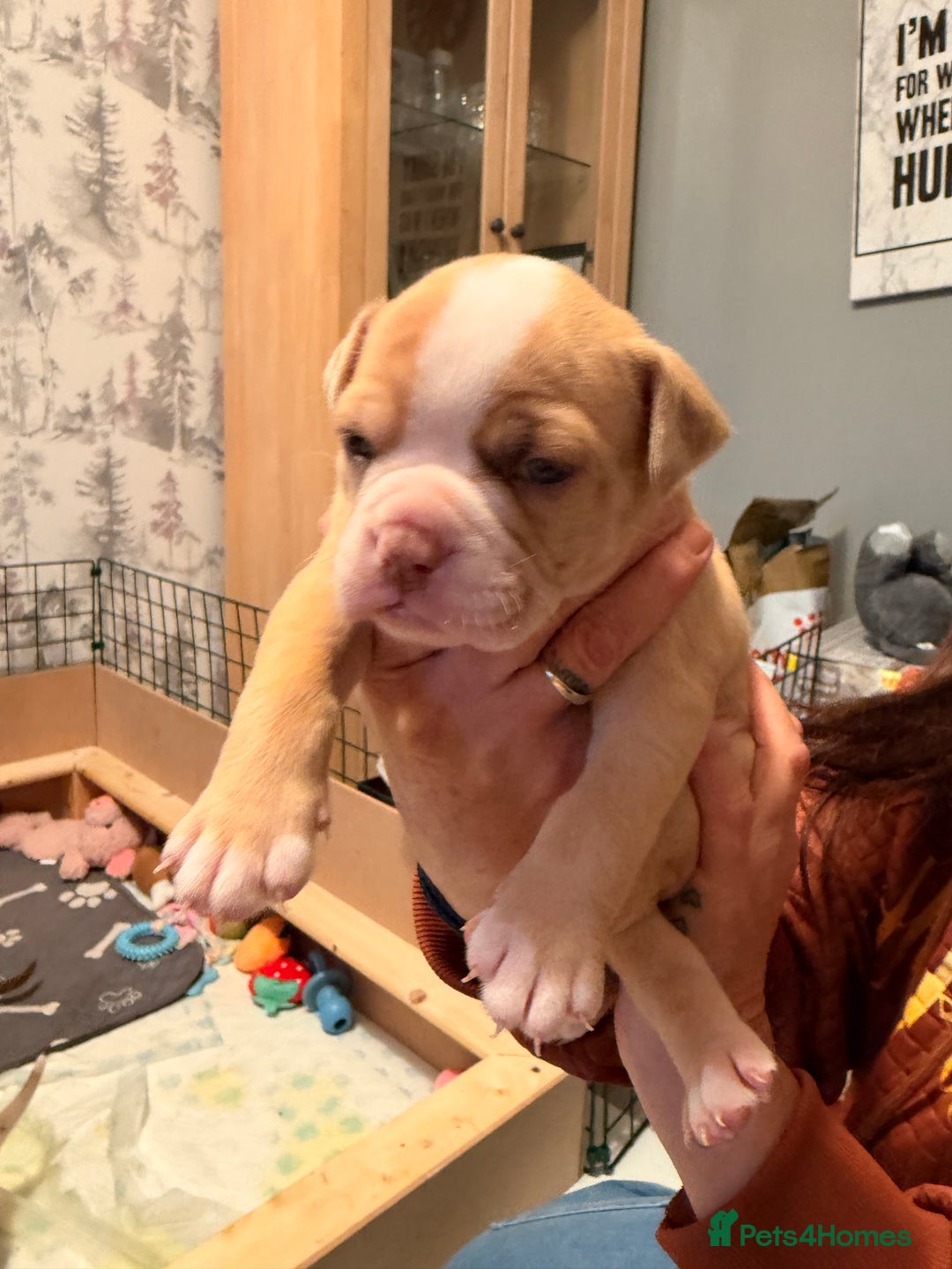 Old Tyme Bulldog dogs for sale: Old Tyme English Bulldog  - Advert 4