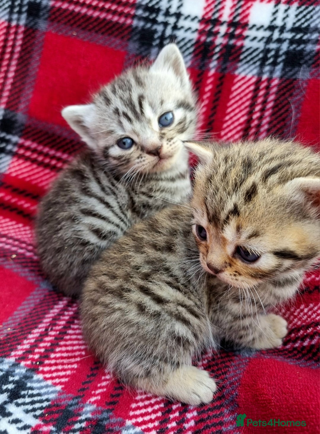 British Shorthair cats for sale: SILVER & GOLDEN SPOTTED BRITISH SHORTHAIR KITTENS  - Image 9