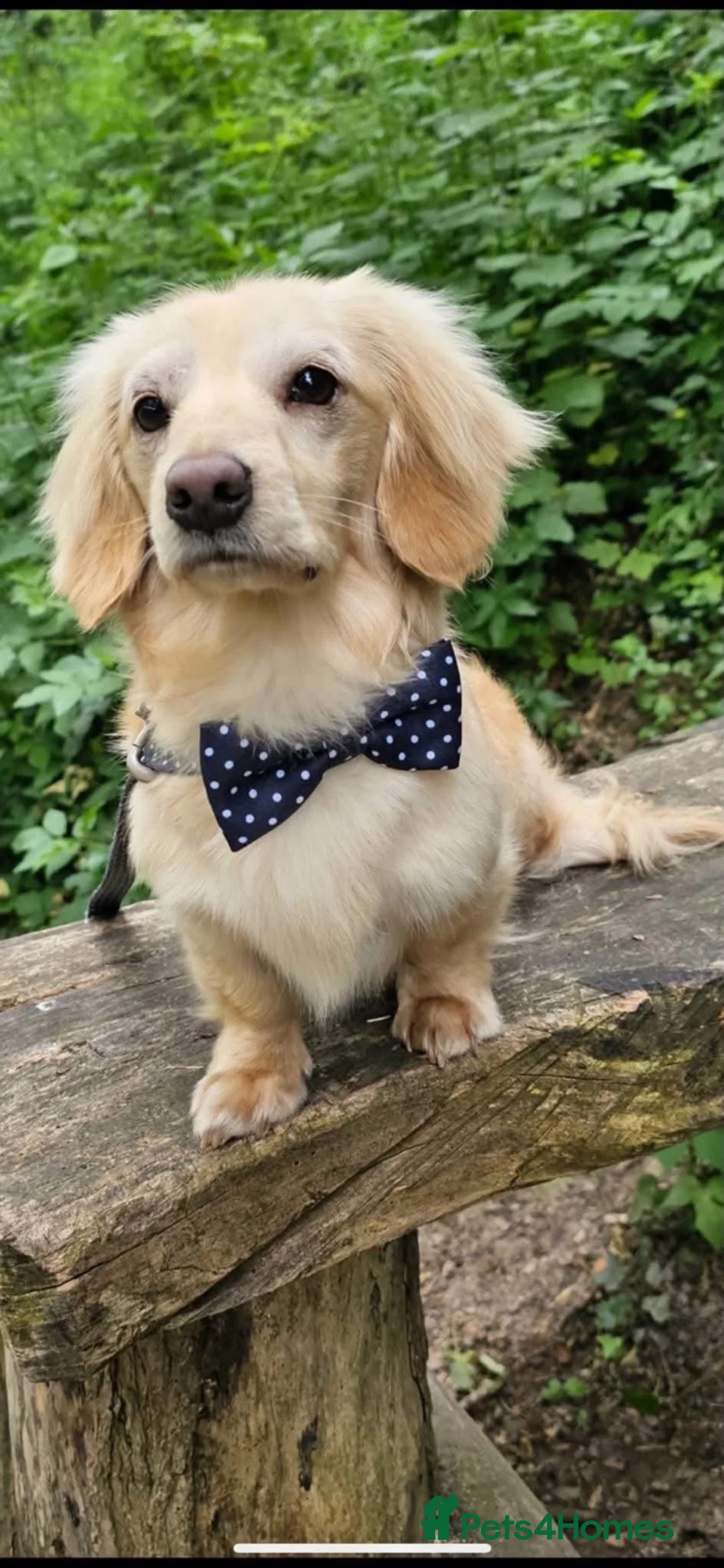 Miniature Dachshund dogs for sale: 🤍2 Gorgeous Creamy Puppies🤍 in Caernarfon - Advert 9