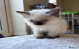 Ragdoll cats for sale: Pure ragdoll kitten - Image 4