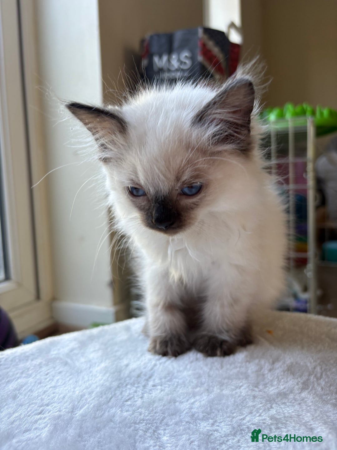 Ragdoll cats for sale: Pure ragdoll kitten - Image 4