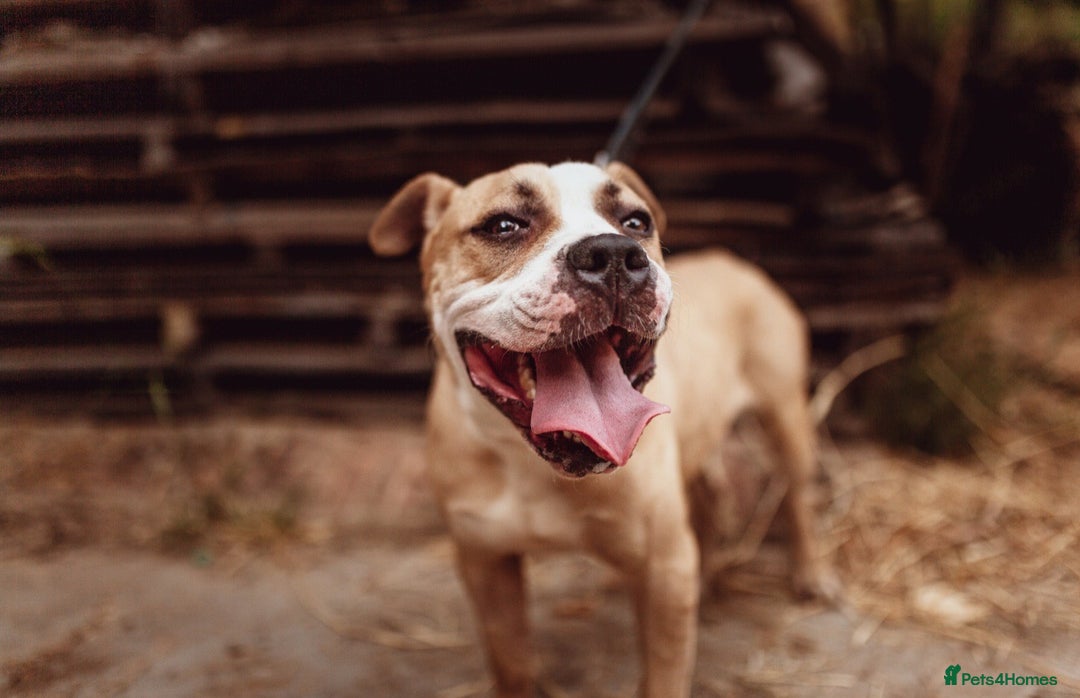 Mixed Breed dogs for adoption: Urgent please free Bicha 🚨  in Hengoed - Image 2