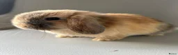 Mini Lion Lop rabbits for sale: Lion head/ mini lop baby's  - Advert 9
