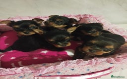 Yorkshire Terrier dogs for sale: 💝💝Beautiful miniature babies 💝💝 - Image 28