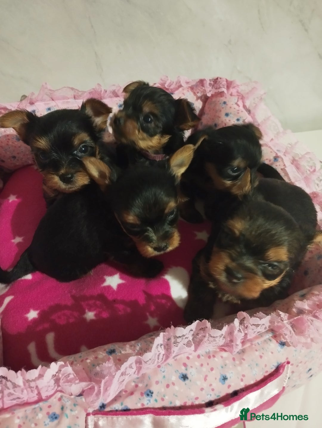 Yorkshire Terrier dogs for sale: 💝💝Beautiful miniature babies 💝💝 - Image 28