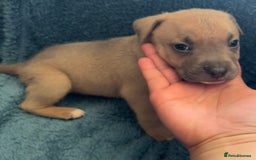 Mixed Breed dogs for sale: Beautiful chunky bully cross staffy pups tri /fawn - Image 13