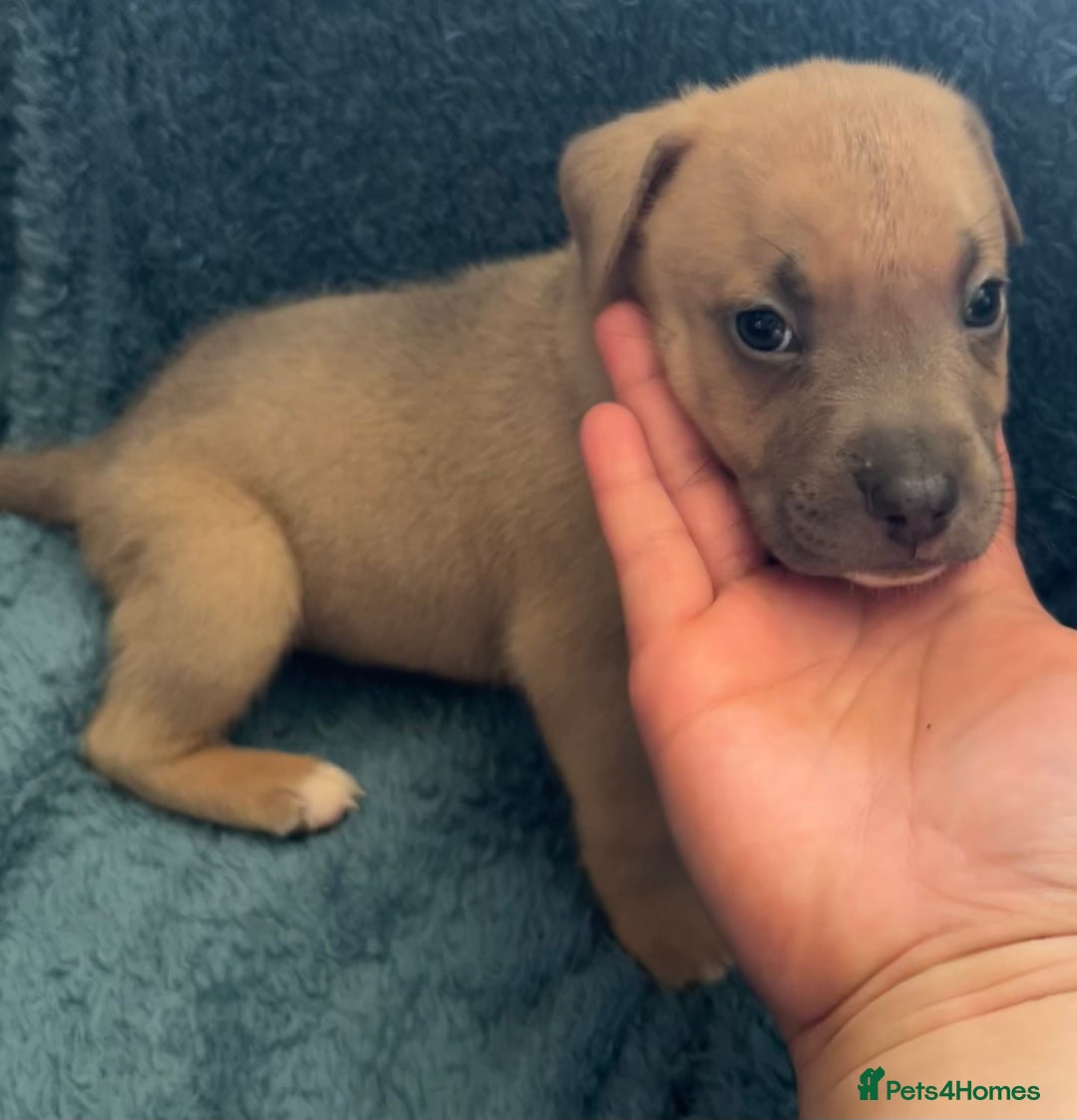 Mixed Breed dogs for sale: Beautiful chunky bully cross staffy pups tri /fawn - Image 13