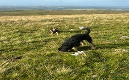 Huntaway dogs for sale: New Zealand Huntaway Puppies  - Image 10