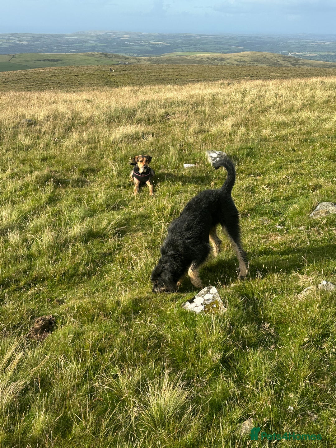 Huntaway dogs for sale: New Zealand Huntaway Puppies  - Image 10