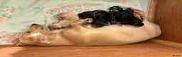 Miniature Dachshund dogs for sale: Stunning litter of Mini Long Haired Dachshunds - Advert 9
