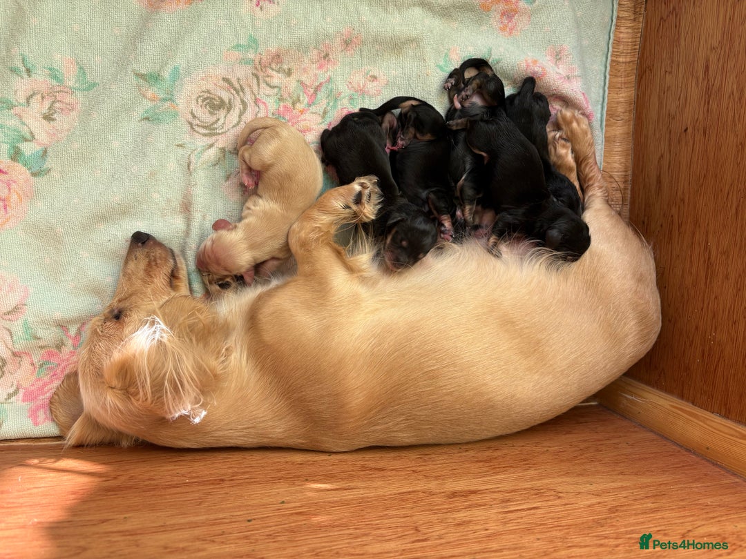 Miniature Dachshund dogs for sale: Stunning litter of Mini Long Haired Dachshunds - Advert 9