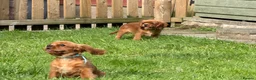 Cavalier King Charles Spaniel dogs for sale: KC REG FULLY VACCINATED RUBY CAVS READY NOW  - Advert 4