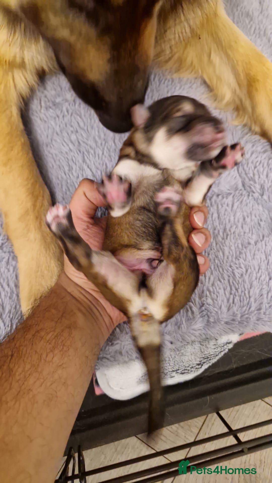 German Shepherd dogs for sale: Long hair german shepherd  - Advert 3