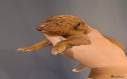 Goldendoodle dogs for sale: Superb litter of Mini Goldendoodle puppies  - Image 18