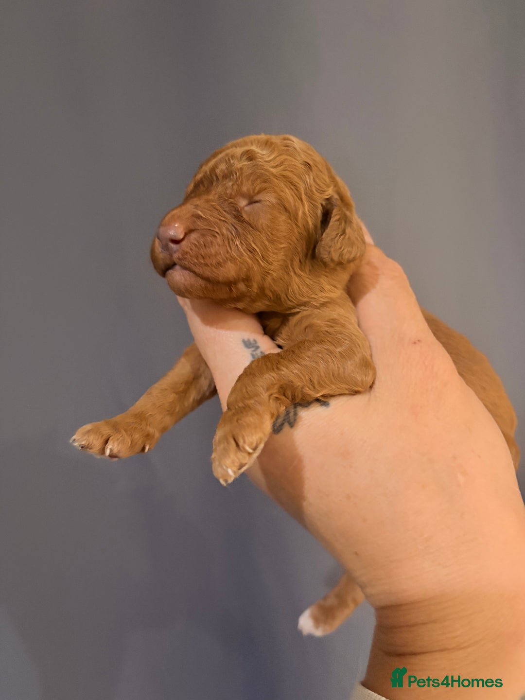 Goldendoodle dogs for sale: Superb litter of Mini Goldendoodle puppies  - Image 18