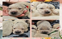 Golden Retriever dogs for sale: 9 KC registered, from imported lines puppies  - Image 10
