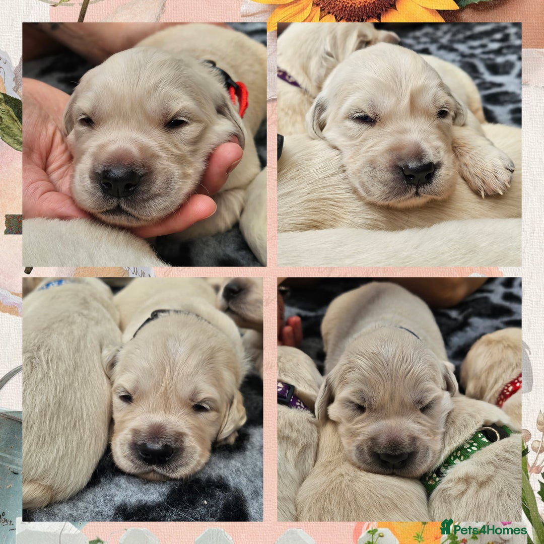 Golden Retriever dogs for sale: 9 KC registered, from imported lines puppies  - Image 10