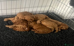 Cavapoo dogs for sale: F1B CAVAPOO FOX RED - Image 16