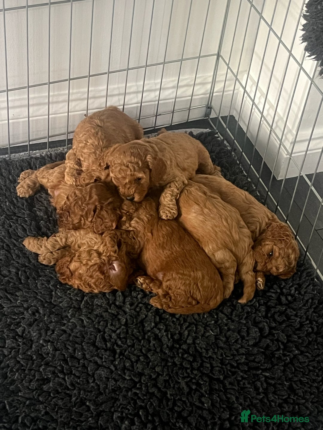 Cavapoo dogs for sale: F1B CAVAPOO FOX RED - Image 16