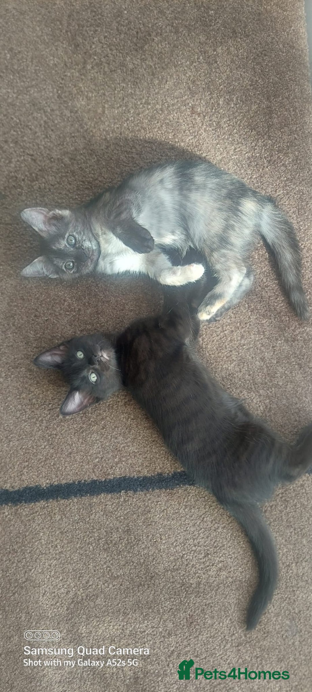 Mixed Breed cats for sale: Ragdoll X kittens - Image 11