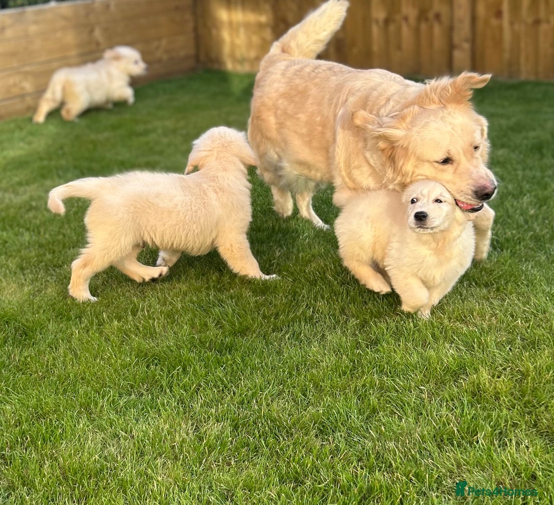 Golden Retriever dogs for sale: Golden retriever puppies  - Image 10