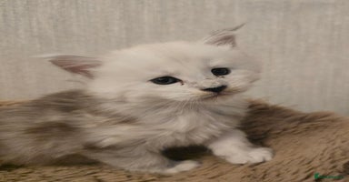 Maine Coon cats - Advert 4