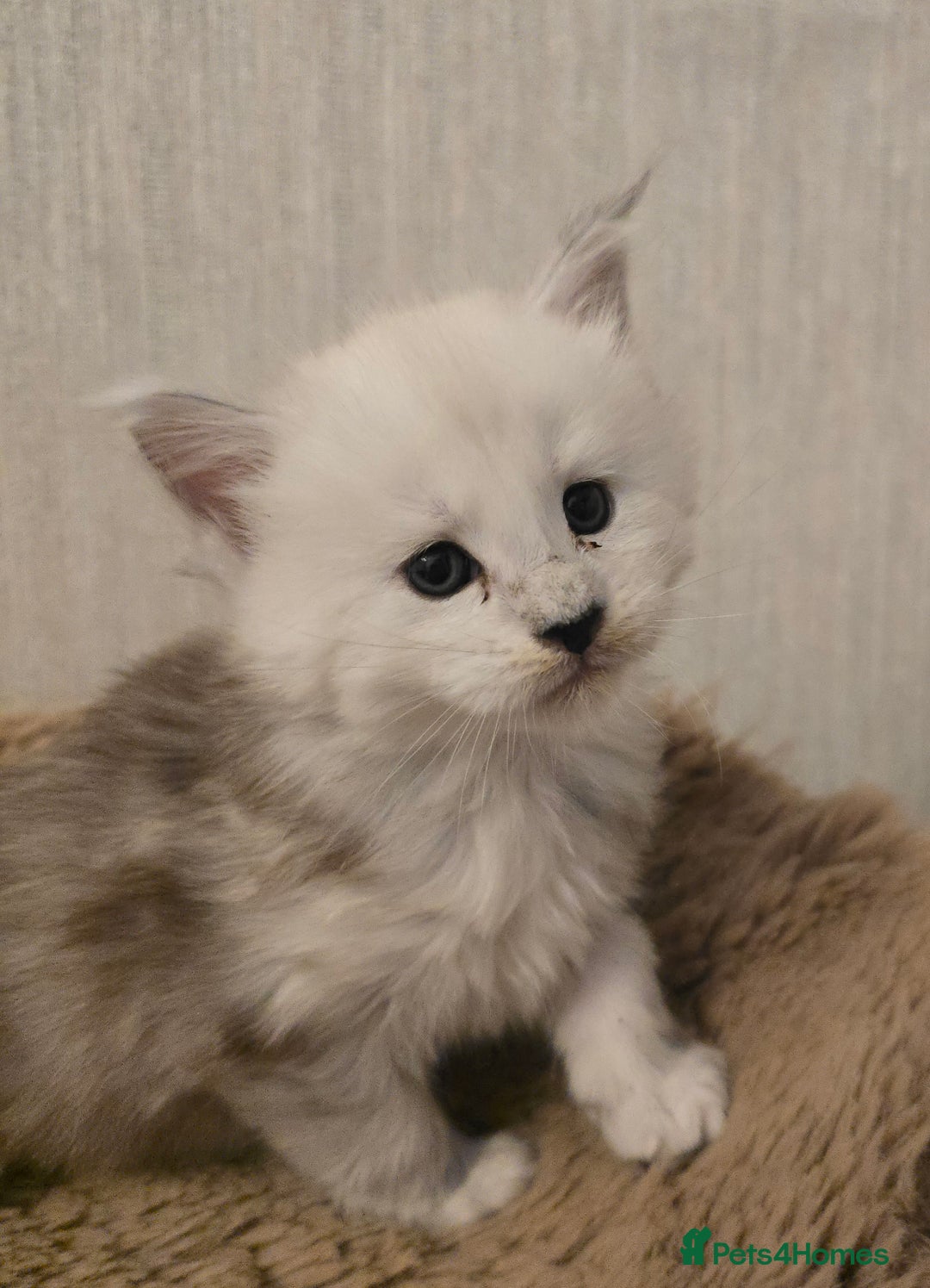 Maine Coon cats for sale: Maine Coon Kittens Black Shaded European Lines - Image 1