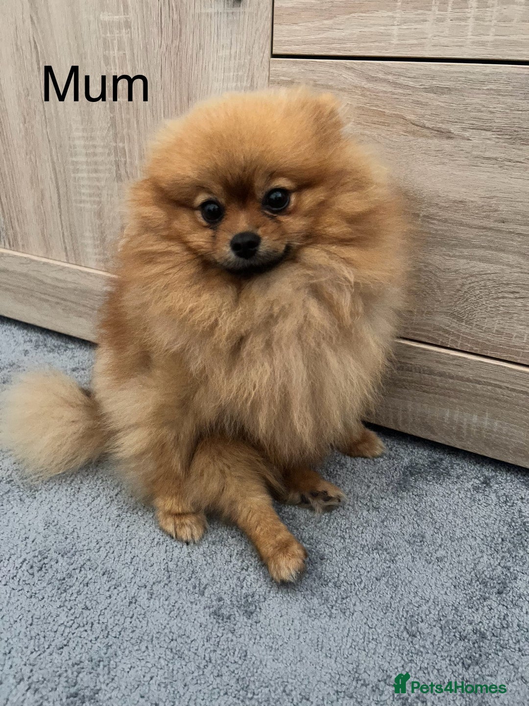 Pomeranian dogs for sale: Pomeranian Puppies looking for their new homes❤️ - Advert 11