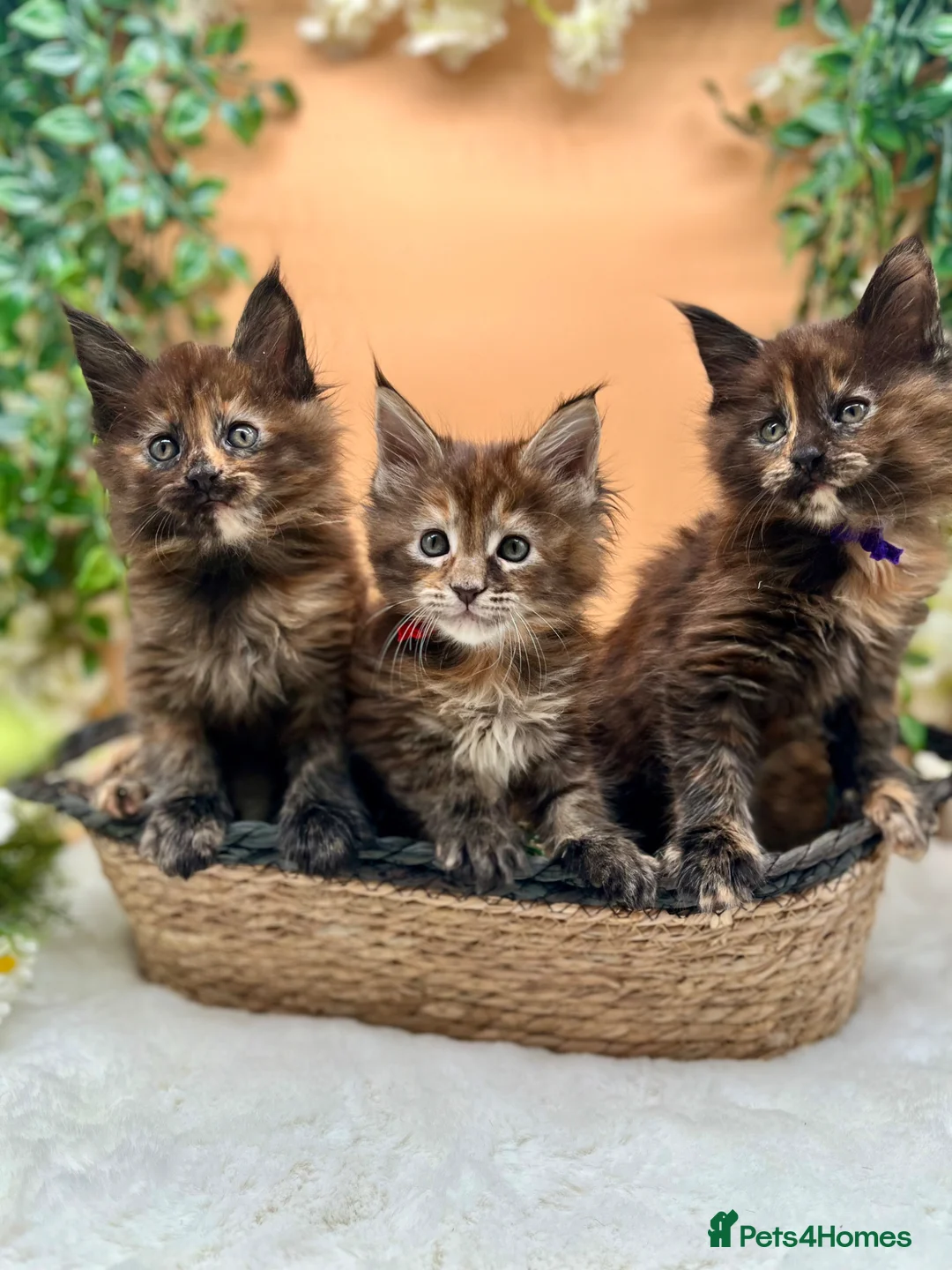 Maine Coon cats for sale: Beautiful Tica Maine Coon kittens - Advert 1