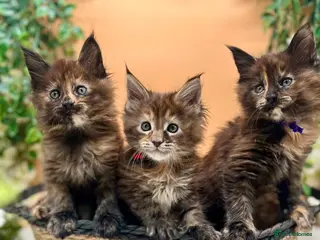 Maine Coon cats Beautiful Tica Maine Coon kittens - Advert 15