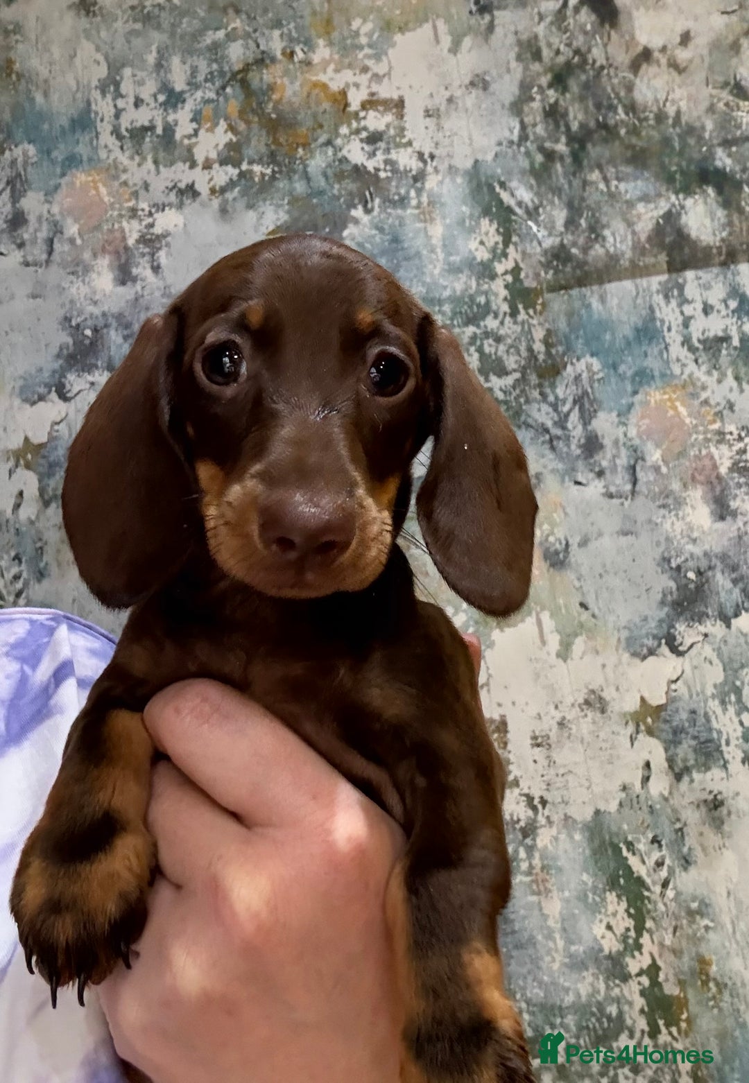 Miniature Dachshund dogs for sale: Available puppies at DELLM DAXIES 🐶 - Image 7